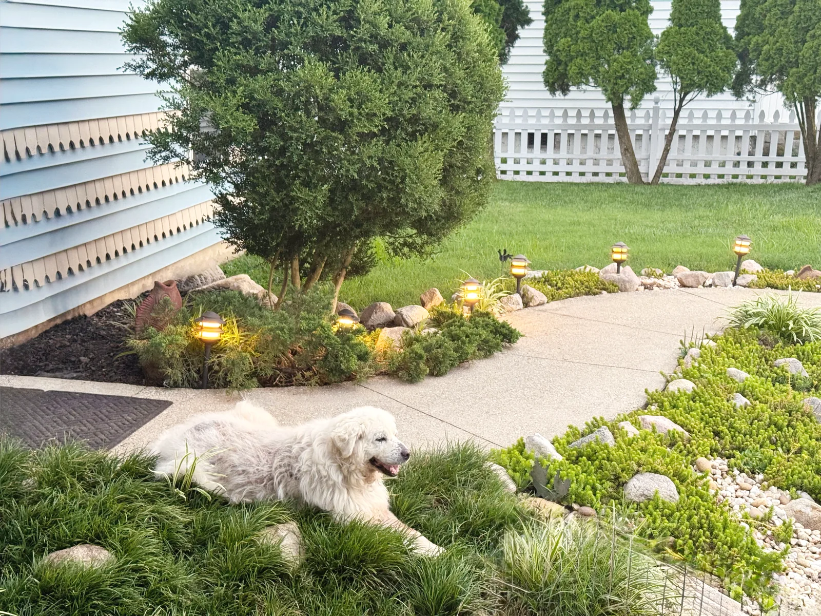 One of the studio's rescue dogs waiting by the lit garden walkway at Jeannie's Hair Care Studio, Charleston, WV