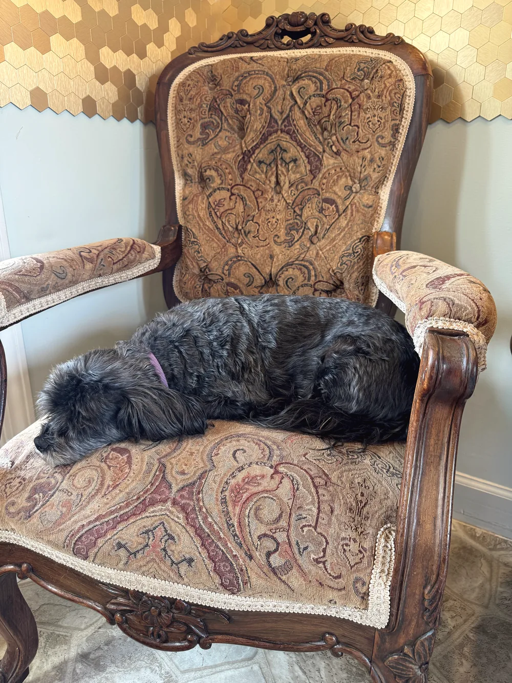 A rescue dog asleep in an antique armchair inside Jeannie's Hair Care Studio